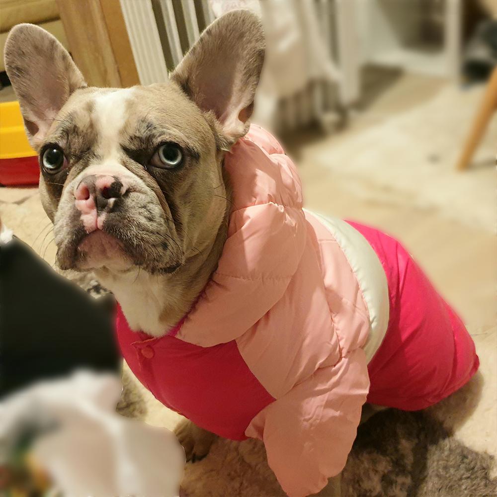 Одежда для собак Осенняя и зимняя теплая одежда с хлопковой подкладкой Водонепроницаемая куртка-пуховик Модная двуногая одежда