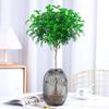 Hydroponic Fragrant Wood Plant: Indoor Insect & Mosquito Repellent, Evergreen, Year-Round Water-Cultured Green Plant for Desktops.