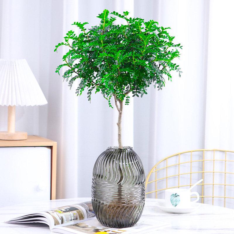 Hydroponic Fragrant Wood Plant: Indoor Insect & Mosquito Repellent, Evergreen, Year-Round Water-Cultured Green Plant for Desktops.
