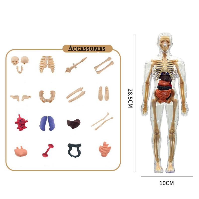 Assembly Human Skeleton Organ Model Toys Children's Science Education Cognitive Skeleton Structure Puzzle Assembly Toys for Kids