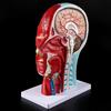 Human Anatomical Half Head Face Anatomy Medical Brain Neck Median Section Nerv Blood Vessel Teaching
