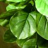 Set of 2 Artificial Plants Artificial Leaf Fig Trees Artificial Tree with Pot Included Height 110 cm Green