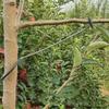 10Pcs Anti-Slip Metal Limb Spreaders Branch Bending Clips  Outdoor Farm Planting