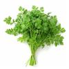 150 Chervil Seeds - Semi-Wild Permaculture