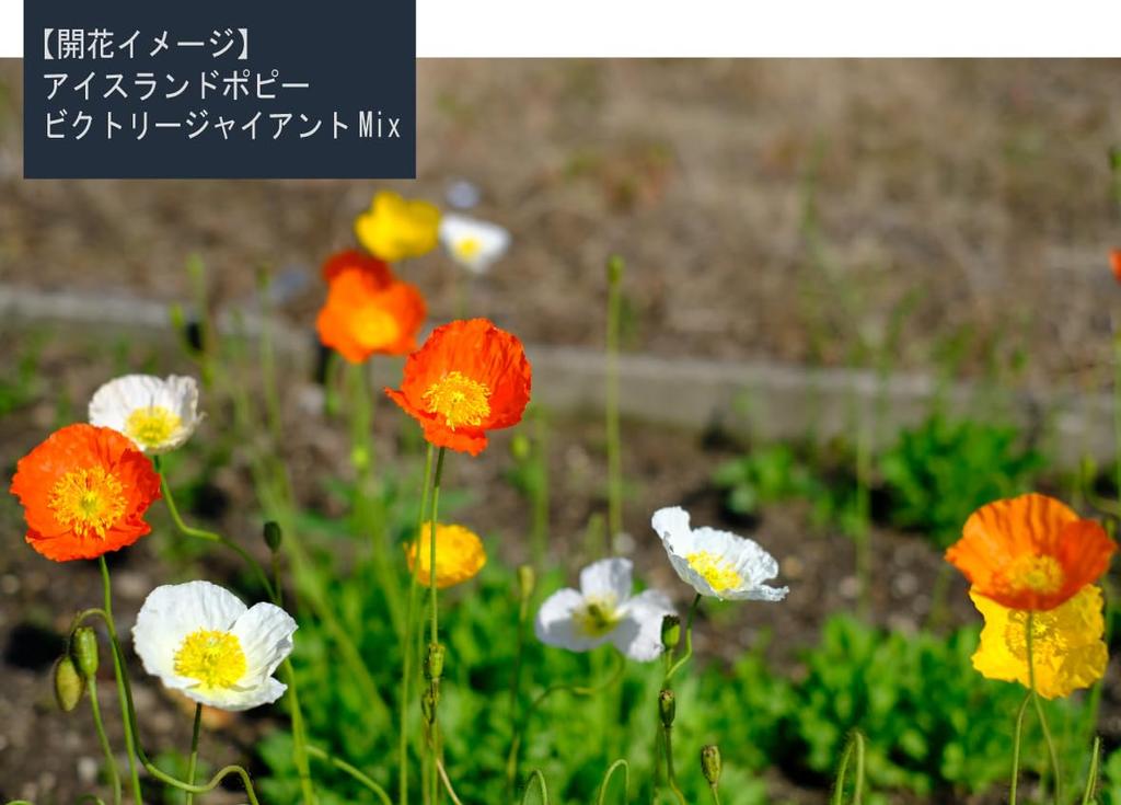 Мак исландский "Гигантская смесь Победы для ландшафтного дизайна" Семена, 100 мл