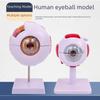 High-End Professional Human Eye Anatomical Model for Ophthalmology