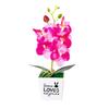 Vibrant Phalaenopsis Flower with Pot Captivating Decor for Your Space