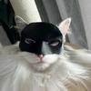 Маска кошки на Хэллоуин, черная, на половину лица, маска для домашних животных, маска в стиле летучей мыши с отверстиями для ушей для костюма на Хэллоуин, реквизит для косплея