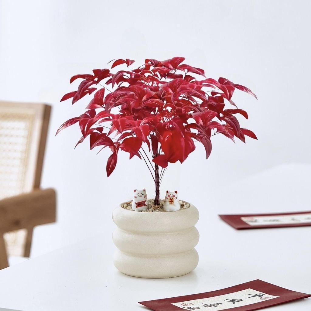 Fire Nandina Potted Plant: Cold-Hardy, Easy-Care New Year Desktop Ornament