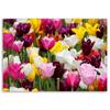 Canvas print, Meadow full of tulips