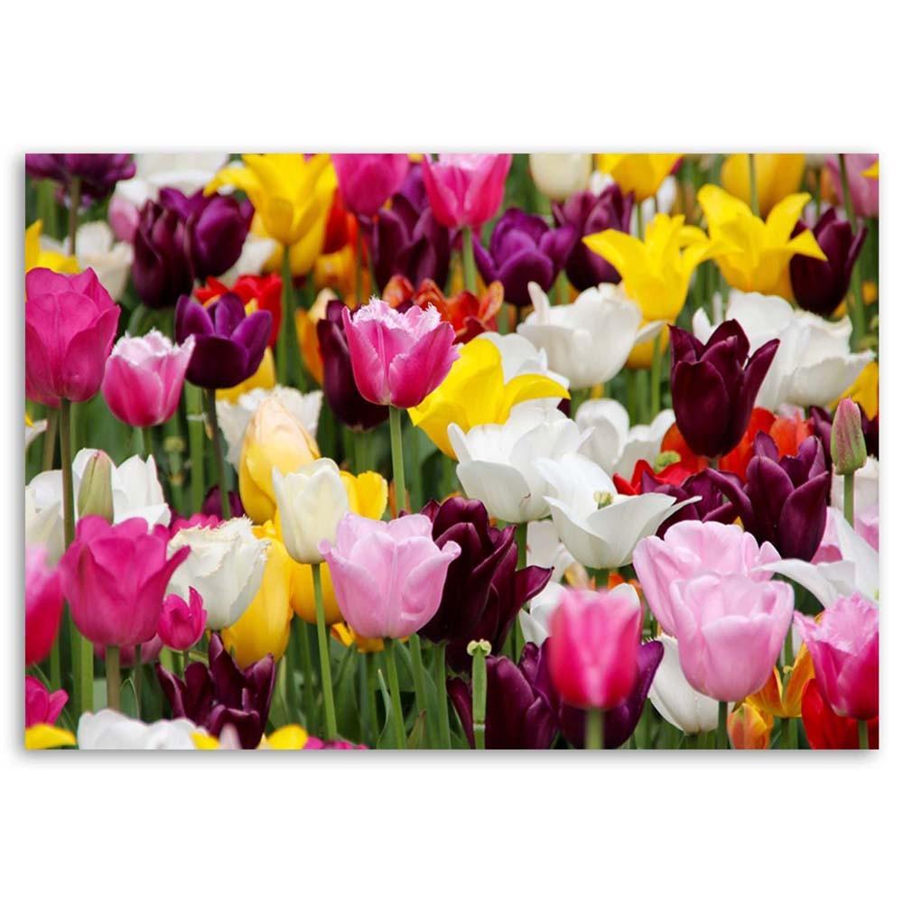 Canvas print, Meadow full of tulips
