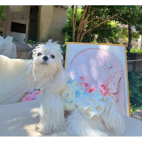 Luxury Handmade Heavy Beaded Pet Princess Dress 2026 Summer New Design Pearl Lace Dog Evening Gown