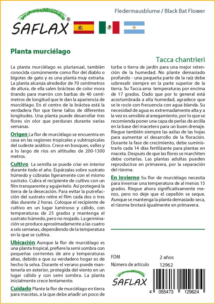 SAFLAX Цветок черной летучей мыши - 10 семян - Tacca chantrieri