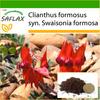 Sturt's Desert Pea - 20 семян - С горшечным субстратом для лучшего выращивания - Clianthus formosus