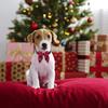 Christmas Dog Collar with Bow Adjustable Cotton Red Plaid Bowtie Dog Christmas Collars for Large Dogs Pets