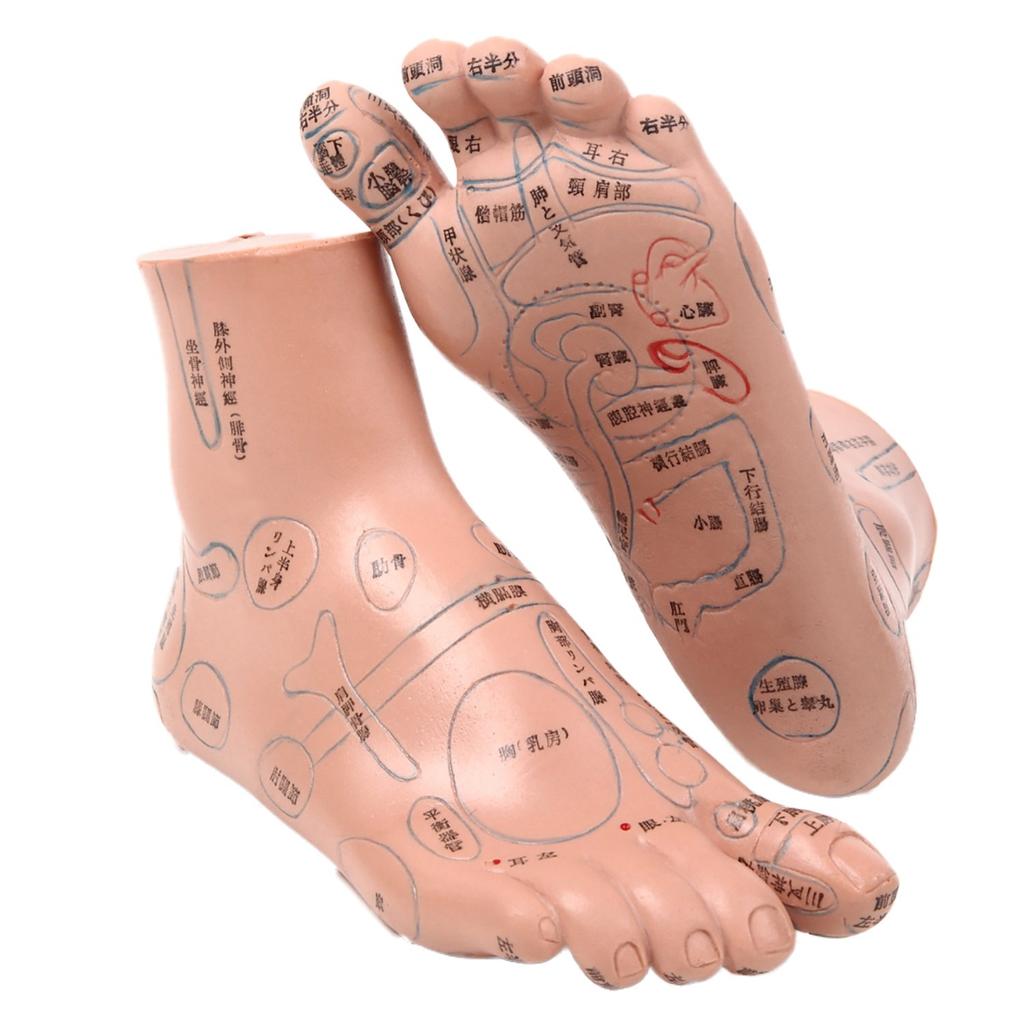 Easy To Memorize Foot Pressure Point Model Foot Pressure Point Massage Sole Diagram Foot Pressure Point Reflex Area 20cm Acupuncture Chiropractic