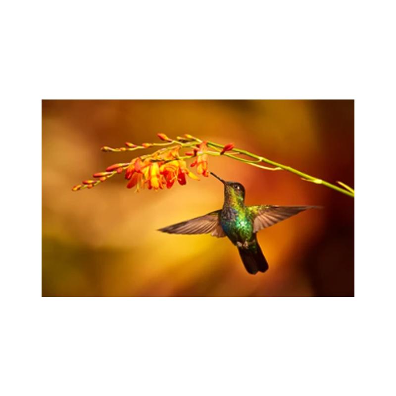 Плакаты и принты с колибри, картина на холсте, птицы, животные, куадрос, настенные художественные картины для гостиной, современный домашний декор, без рамки