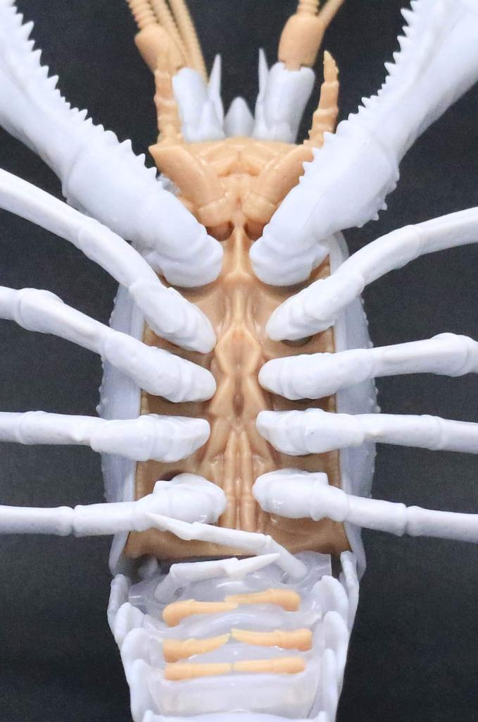 Fujimi Модель Бесплатная исследовательская серия Существа Американский рак Цветная пластиковая модель Бесплатная исследовательская № 24 EX-2 (белый) Немасштабный 24EX-2