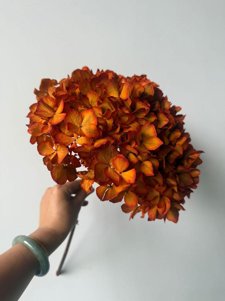 Multi-Color Preserved Bigleaf Hydrangea Single Stem Flower Bouquet for Home Decoration