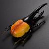 Simulation Animals Fake Beetle Simulation Beetle Special Lifelike Model Insect Model Beetle Toys