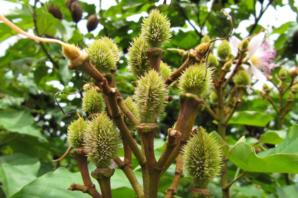 SAFLAX Подарочный набор - Дерево для губной помады - 20 семян - С подарочной коробкой, карточкой, этикеткой и субстратом для цветов - Bixa orellena