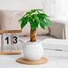 Mini Self Watering Flower Pot Fish Tank Transparent Plastic Plant Pots Self Watering Planter Pot Vase For Home Decoration