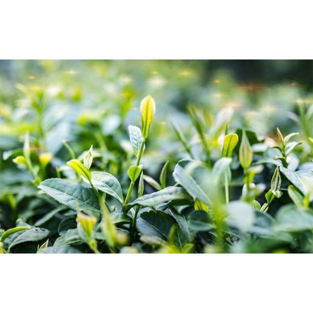 Yunnan Dian Hong Black Tea Fengqing Ancient Tree Loose Leaf Natural Sweet Aroma Premium Health Drink