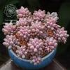 Multi-Headed Succulent Plant Pot for Beginners - Creative Office Decor with Baby Finger Clusters