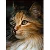 Полный круглый DIY Алмазная вышивка Кот 5D Алмазная картина Горный хрусталь Мозаика Декор