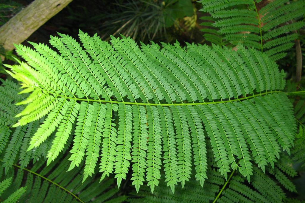 SAFLAX Jacaranda - 50 семян - С горшечным субстратом для лучшего выращивания - Jacaranda mimosifolia