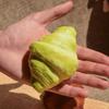 Slow Rising Croissant Squishy Toy Simulation Soft Rebound Toys Artificial Bread Fake  Kids Adults