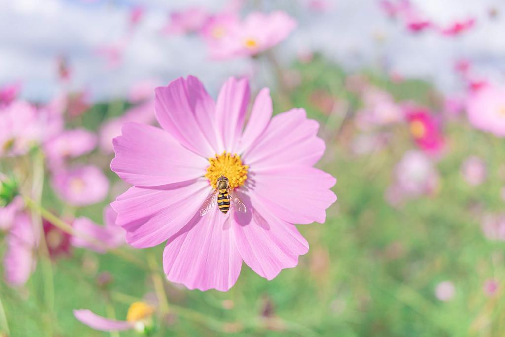 Tamron 20mm Di III OSD for Sony E Mount F2.8 M12 (Model F050SF)