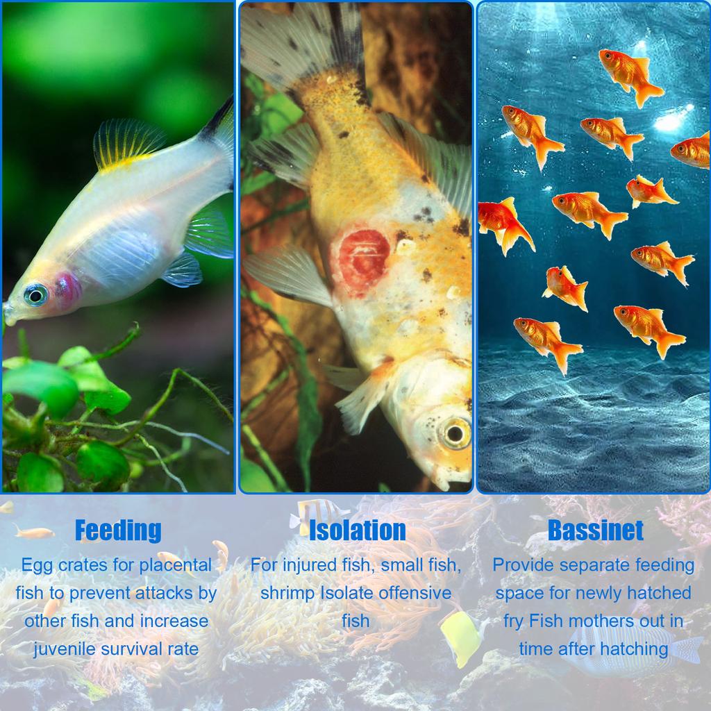 Fish Breeding Box Clear Fish Isolation Box Acrylic Fish Isolation Hatchery Tank Hanging Fish Incubator Box with Detachable Mesh