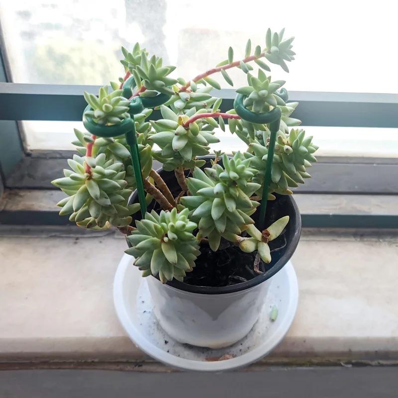 5/10pc Plant Support Stakes Garden Single Stem Flower Support Stake Amaryllis Plant Cage Support Plastic Flower Stand Succulents