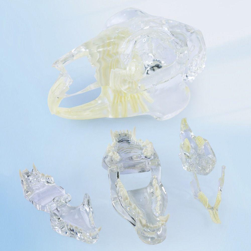 Educational Dog Tooth Model Dog Cat Rabbit Cat Clear Typodont Dental Teaching Canine Clinic