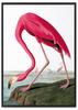 Плакат фламинго розовый винтаж в черной рамке
