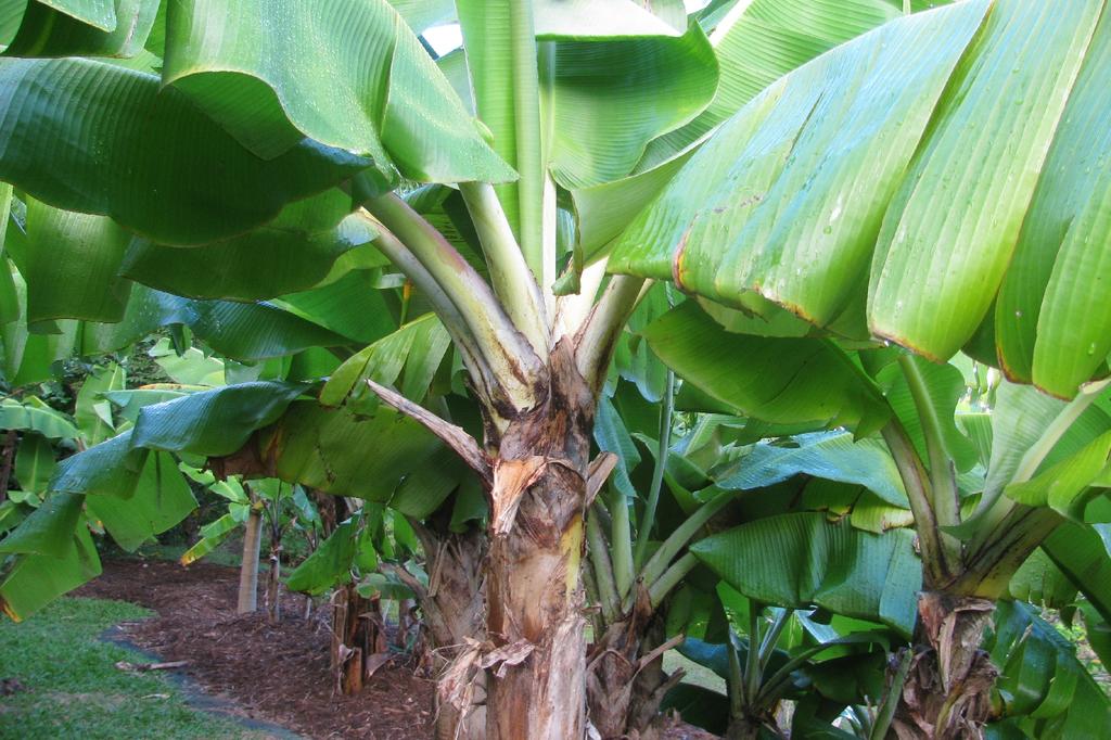 SAFLAX Банан обыкновенный - 10 семян - Musa X paradisiaca