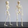 2Pcs Halloween Skeletons Decorations Full Body Posable Joints 16'' Skeletons