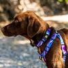 WOLFGANG MarbleWave Harness Width X Chest for (Medium Size) 1.6cm 40-61cm [Harness Medium-sized Dogs]