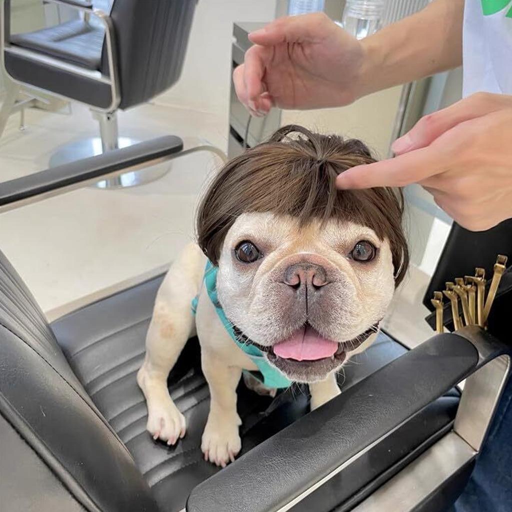 Comfortable Pet Wig Hair Festival Props Costume Wig Hair for Small Dogs Theme Event Pet Cosplay Accessory Headpieces