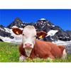 Алмазная картина с изображением коровы, полная квадратная/круглая вышивка крестиком, мозаика, домашний декор с животными, подарок ручной работы, алмазное искусство