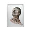Neck Muscles - Anatomical Poster Neck Muscles - Anatomical Poster, 30X40 Cm, Black Aluminum Frame, 230 Gsm Matte Paper