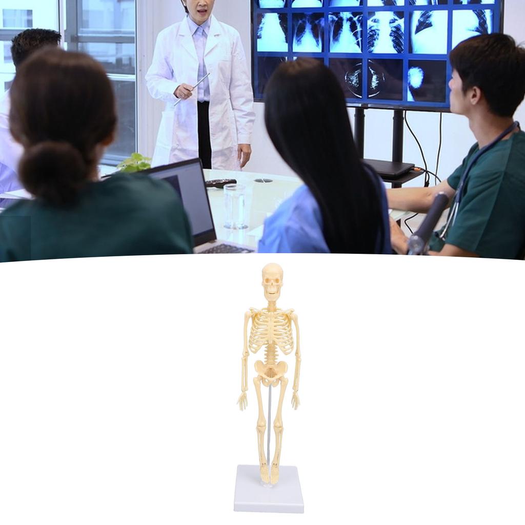 Human Skeleton Model Articulated Joint Removable Exquisite Craft Anatomy Human Body Skeleton Model for School Education Holiday Decoration