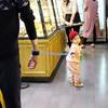 Ремень безопасности для малышей и детей, непрерывно разрезаемый детский поводок, анти-потерянная тяговая веревка на запястье