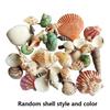 200G Beach Seashell Mediterranean Style DIY Fashion Mix Sea Shells Natural Crafts for Aquarium Fish Tank Decor Sea Conch