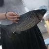 Mossambica моделирование рыбы плюшевые игрушки рыба тилапия аниме подушки куклы украшение дома