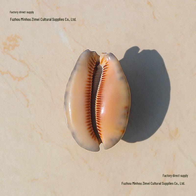 Редкая натуральная ракушка раковина каури улитка декор для аквариума