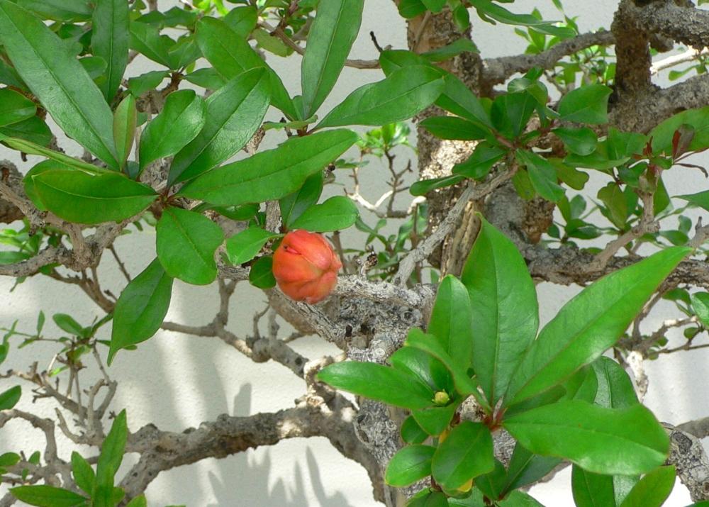 SAFLAX Garden in the Bag - Бонсай - Карликовый гранат - 50 семян - С субстратом в подходящем пакете-стойке - Punica granatum nana