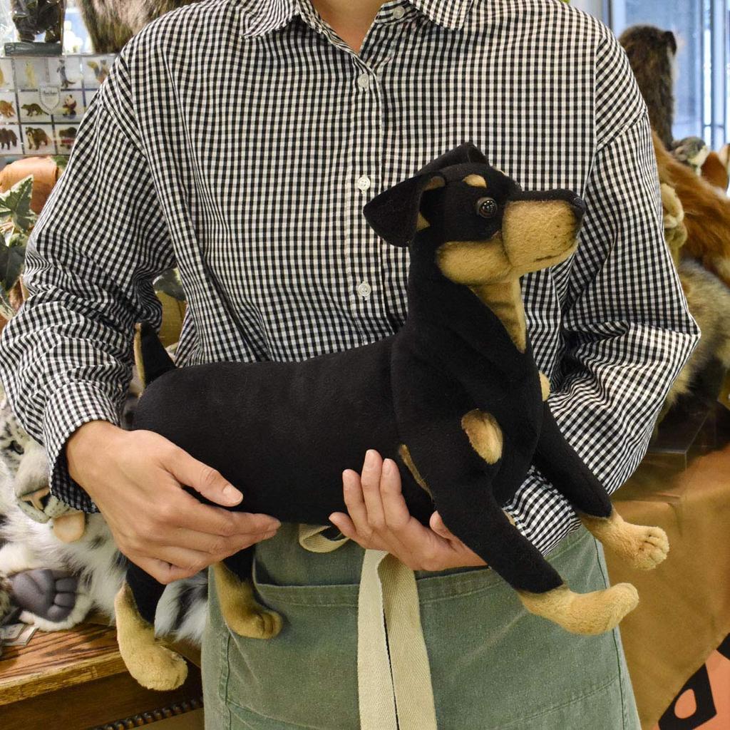 BH3877 HANSA Pinscher 43