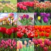 Cross Stitch Kit DIY Diamond Embroidery Tulips Diamond Painting Home Decor